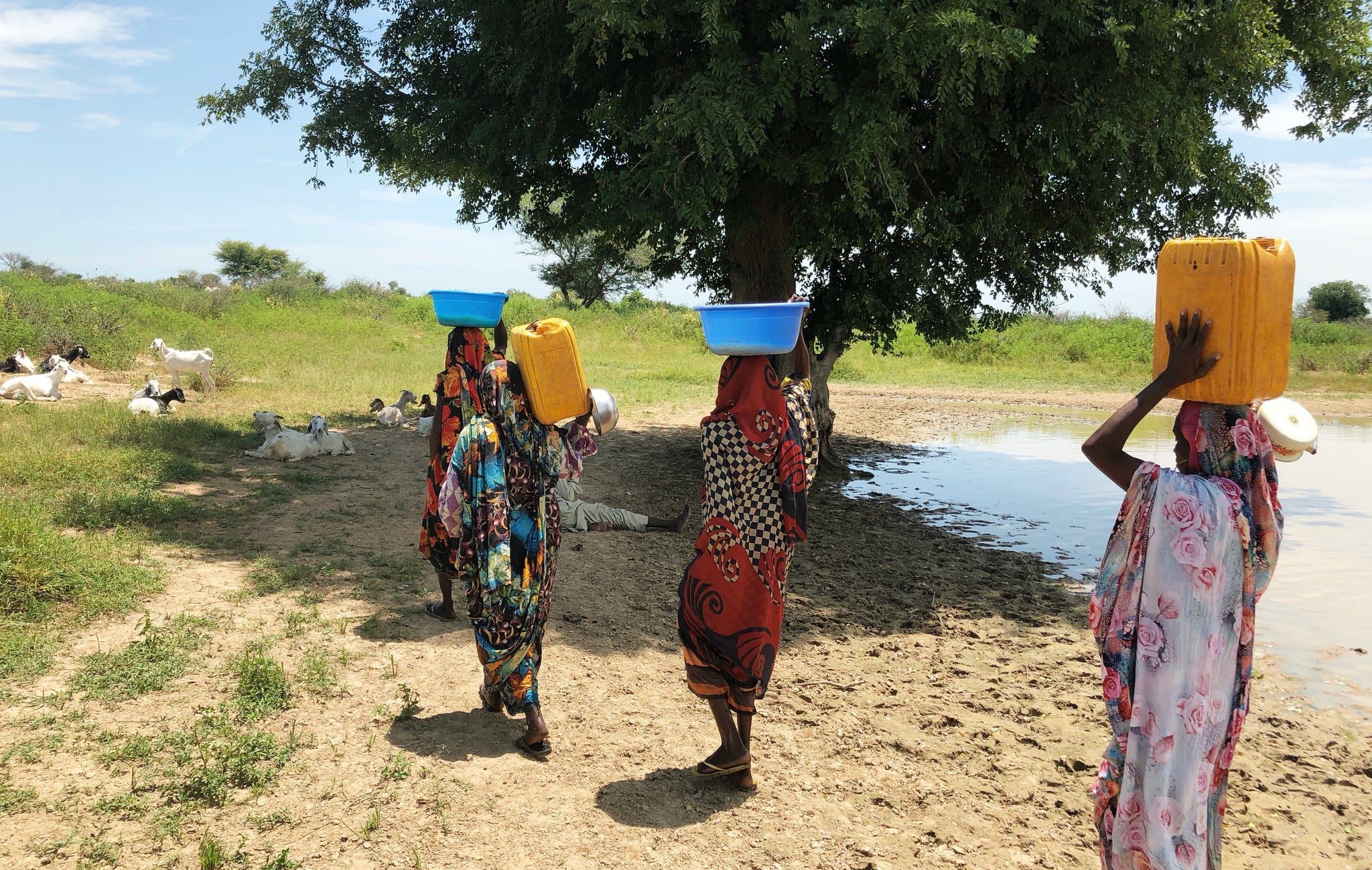 Three women in colorful clothing carry water containers on their heads, walking toward a tree by a pond in a rural landscape with goats resting nearby. The sky is blue and the area is green with vegetation.